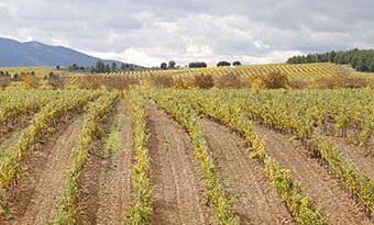 Vino Denominación de Origen Manchuela: Altolandon
