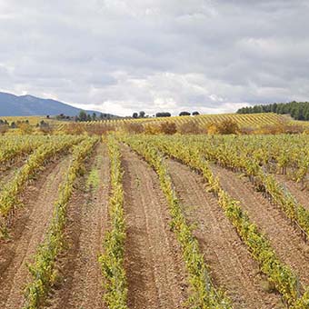 Vino Denominación de Origen Manchuela: Altolandon