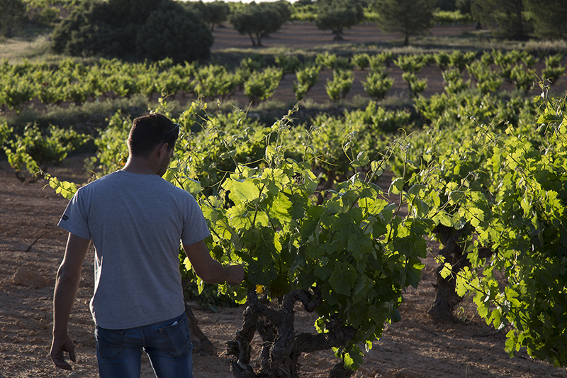 Vino Denominación de Origen Manchuela: Bodegas y Viñedos Ponce Vino Denominación de Origen Manchuela: Bodegas y Viñedos Ponce