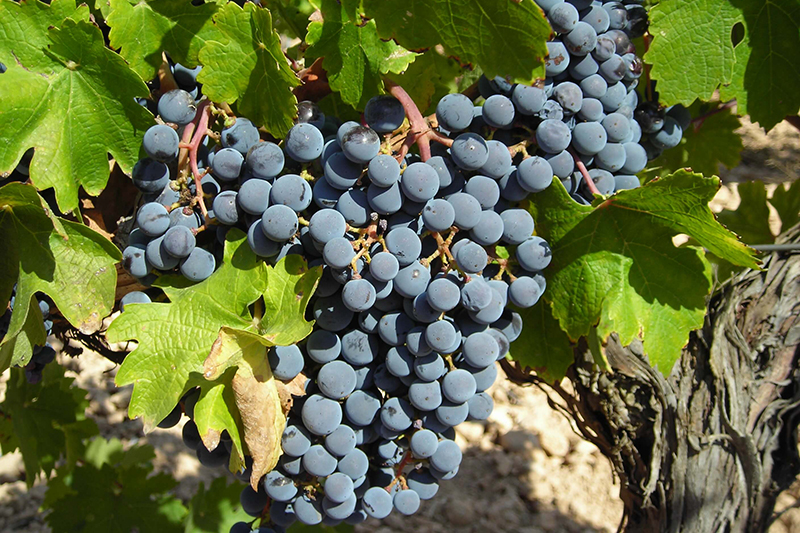Vino Denominación de Origen Manchuela: Bodegas Florentino Pérez Vino Denominación de Origen Manchuela: Bodegas Florentino Pérez
