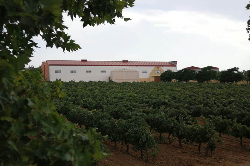 Vino Denominación de Origen Manchuela: Bodegas Florentino Pérez Vino Denominación de Origen Manchuela: Bodegas Florentino Pérez
