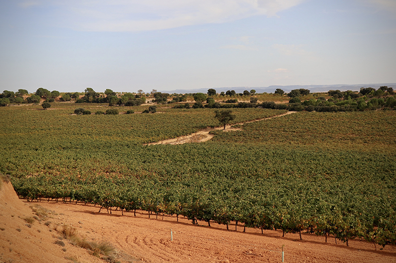 Bodegas González Cabezas se ubica en Casas Ibáñez (Albacete) Bodegas González Cabezas se ubica en Casas Ibáñez (Albacete)