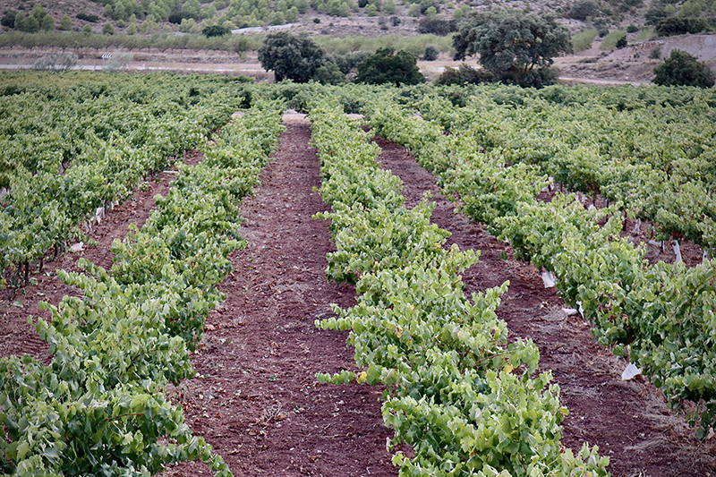 Viñedos de Bodegas González Cabezas Viñedos de Bodegas González Cabezas