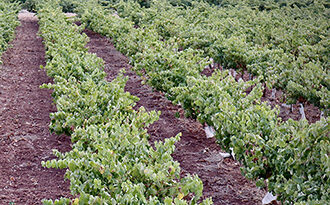 Vino Denominación de Origen Manchuela: Bodegas González Cabezas