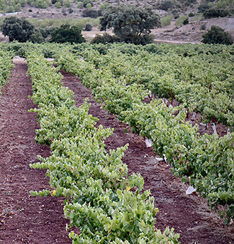 Vino Denominación de Origen Manchuela: Bodegas González Cabezas