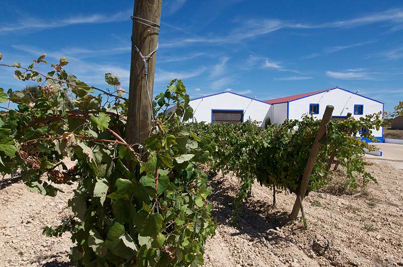 Vino Denominación de Origen Manchuela: Finca Sandoval Vino Denominación de Origen Manchuela: Finca Sandoval