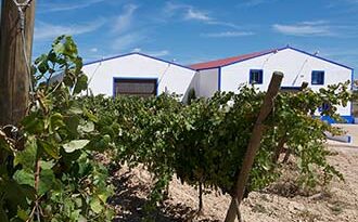 Vino Denominación de Origen Manchuela: Finca Sandoval