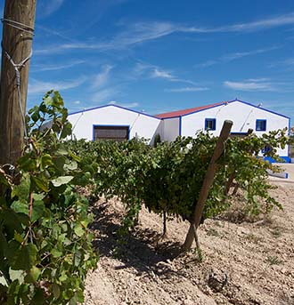Vino Denominación de Origen Manchuela: Finca Sandoval