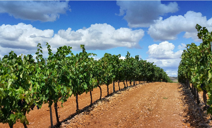 Viñedos de Bodega San Isidro de Quintanar Viñedos de Bodega San Isidro de Quintanar