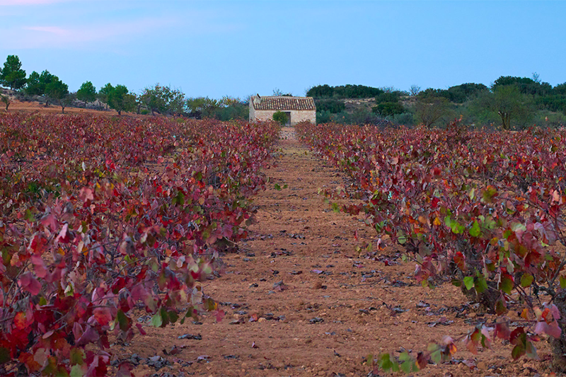 Vino Denominación de Origen Manchuela: Bodegas Ibañesas Vino Denominación de Origen Manchuela: Bodegas Ibañesas
