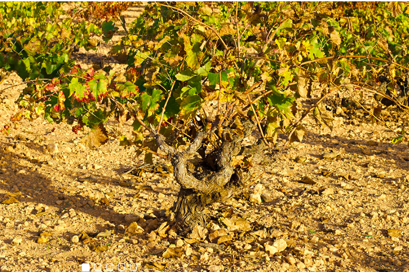 Vino Denominación de Origen Manchuela: Bodegas Ibañesas Vino Denominación de Origen Manchuela: Bodegas Ibañesas