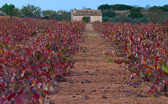Vino Denominación de Origen Manchuela: Bodegas Ibañesas