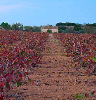 Vino Denominación de Origen Manchuela: Bodegas Ibañesas