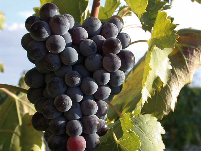 Vino Denominación de Origen Manchuela: San Isidro de Mahora Vino Denominación de Origen Manchuela: San Isidro de Mahora