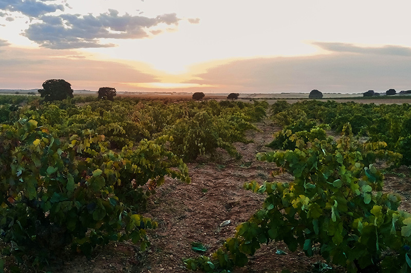 Viñas viejas de Bodegas Cantos Viñas viejas de Bodegas Cantos