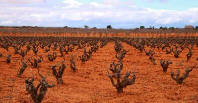 ruta-vino-manchuela