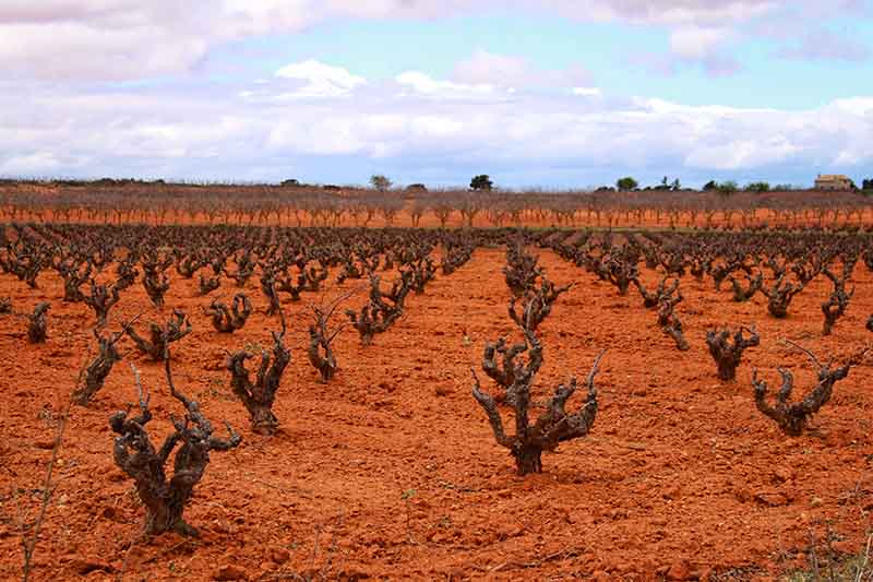 ruta-vino-manchuela
