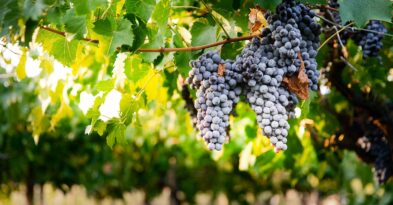 nacimiento-uva-viñedo
