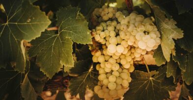 exportacion-vino-2021