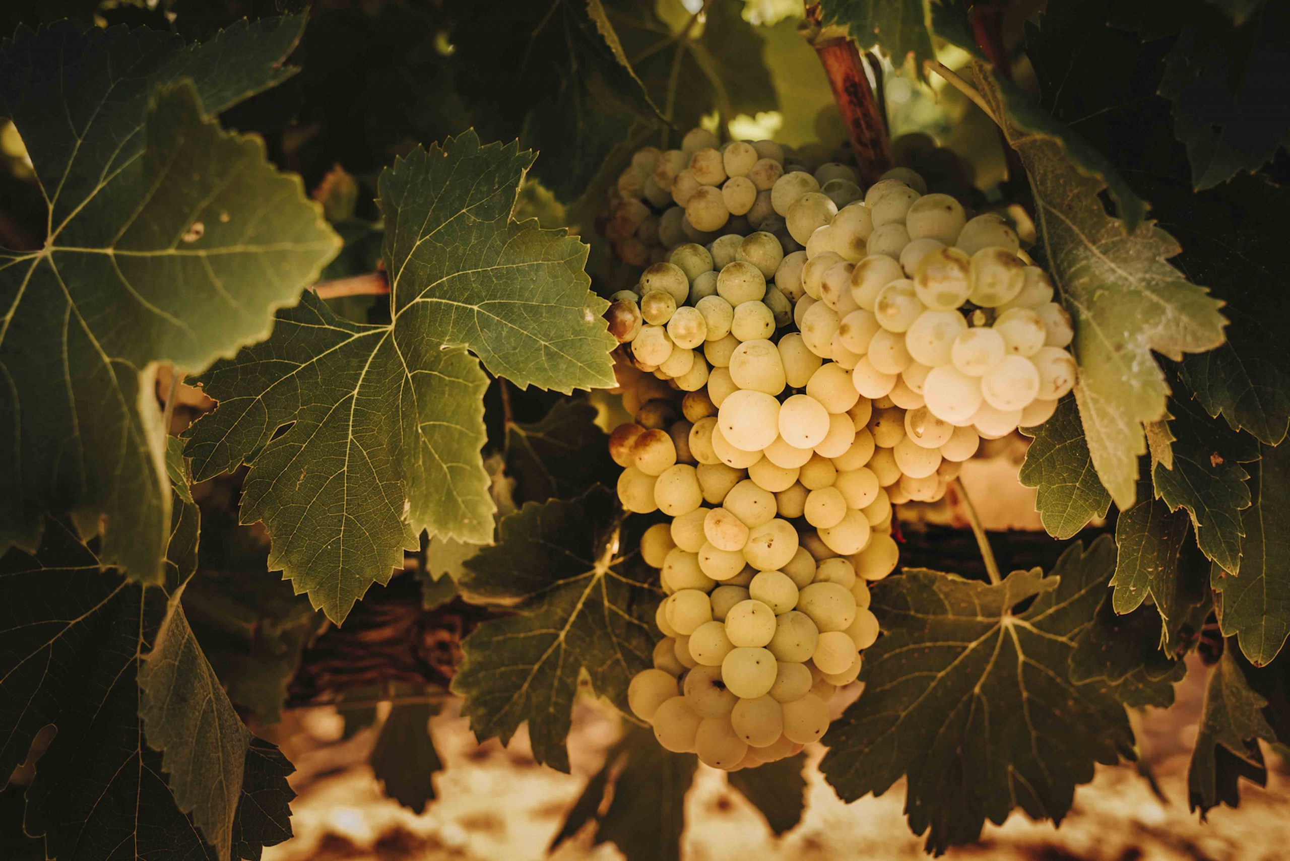 exportacion-vino-2021