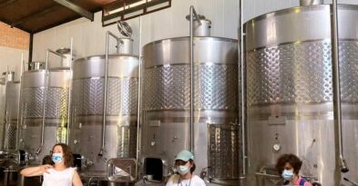 vinos-de-la-denominacion-de-origen-manchuela