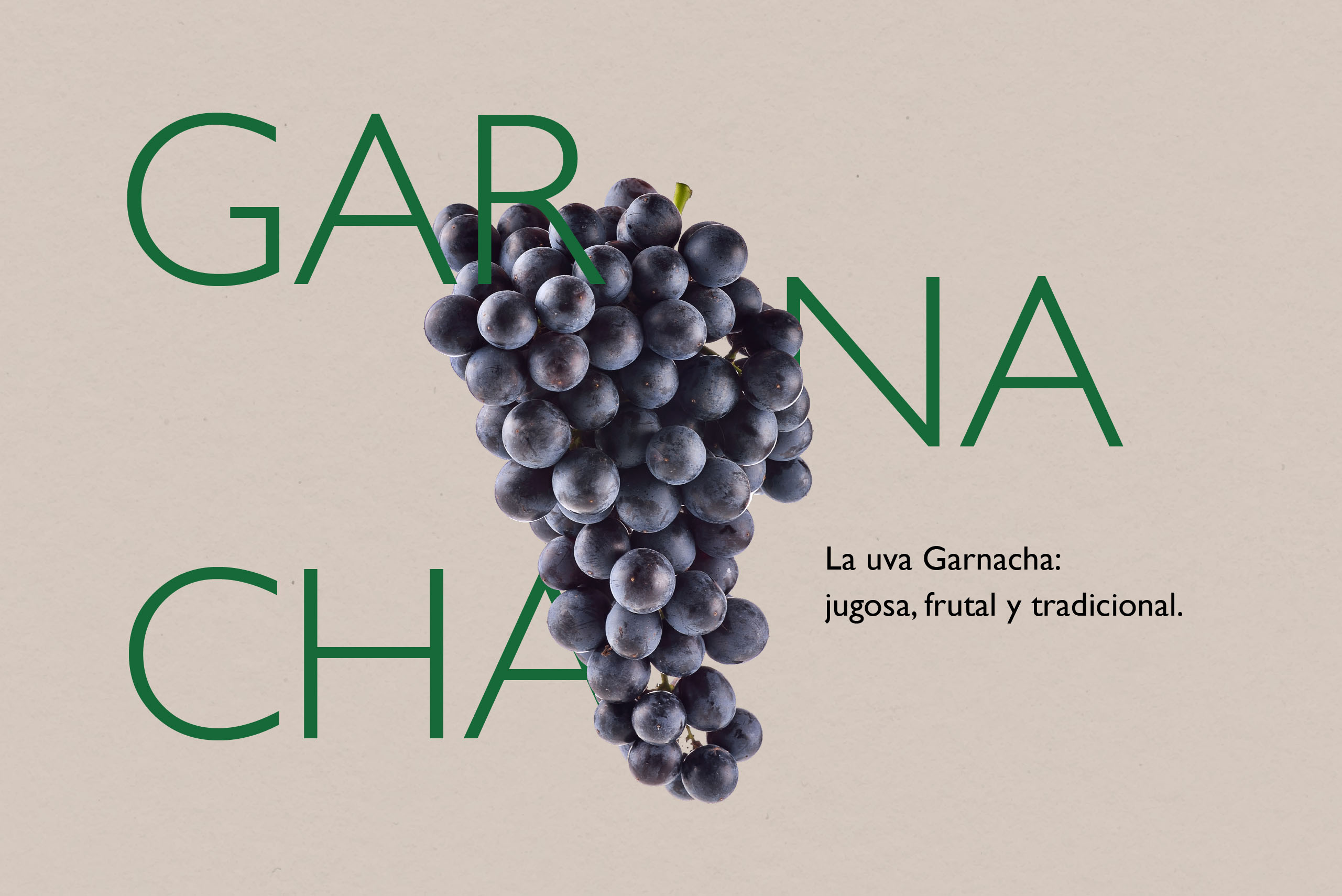 uva garnacha denominacion de origen manchuela