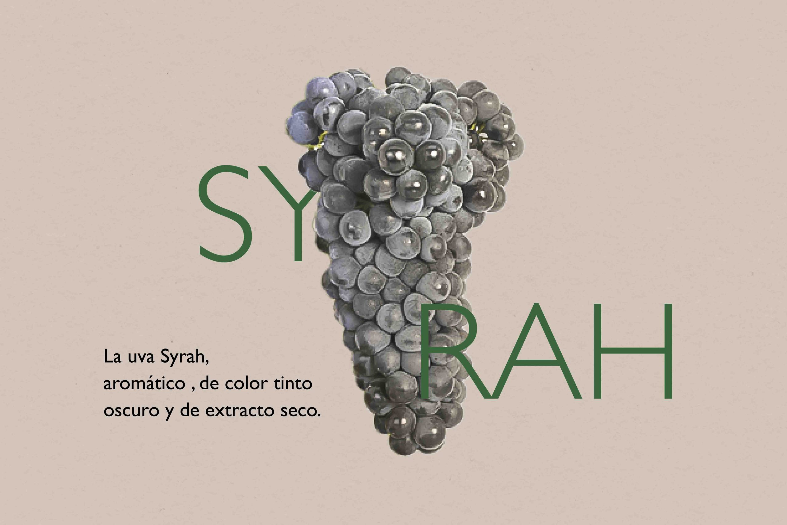 variedad-syrah-denominacion-origen-manchuela