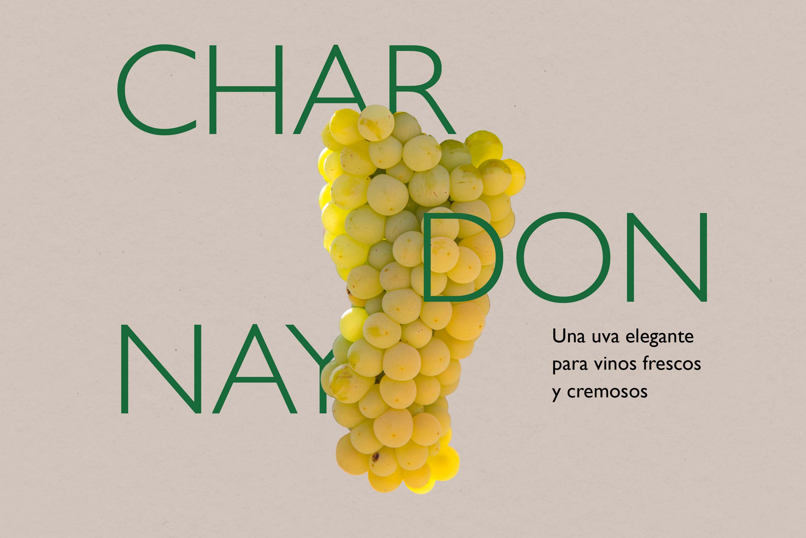 nuestras-uvas-chardonnay