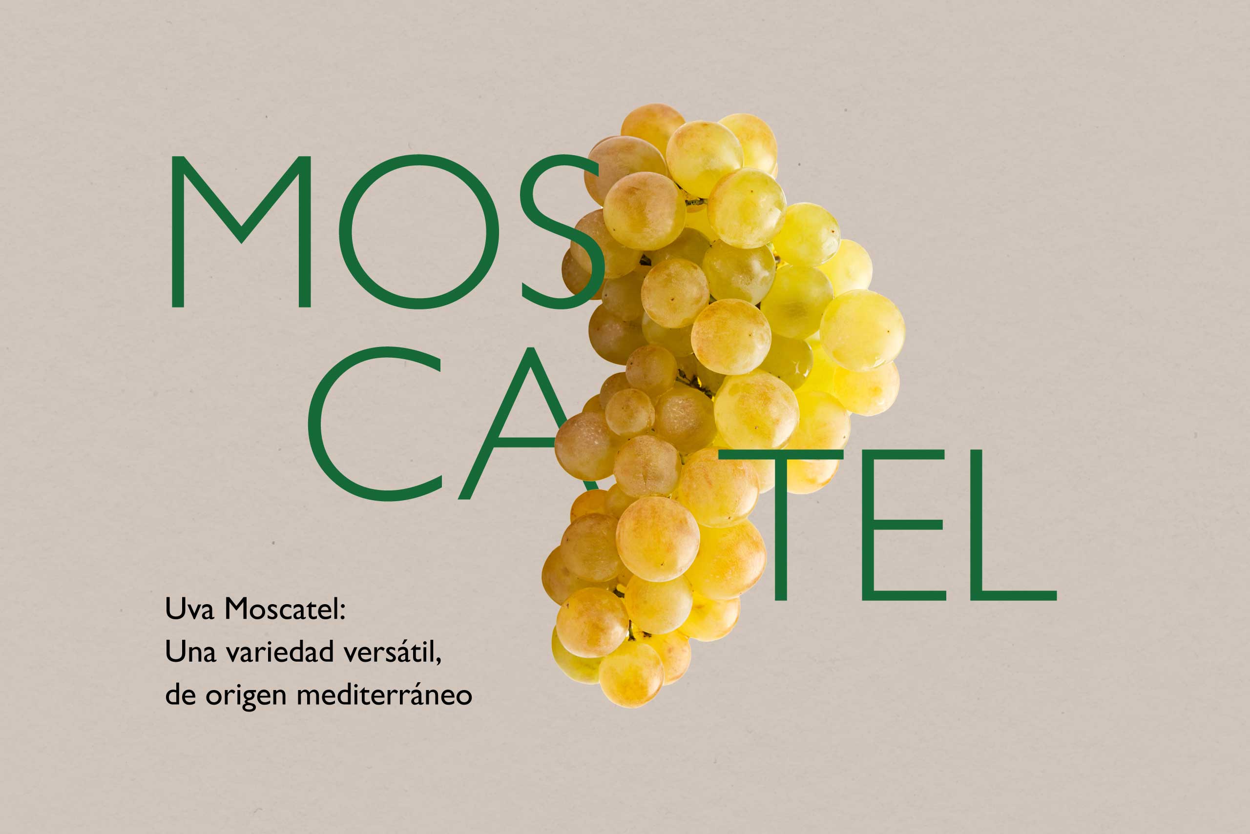 uva-moscatel-blog
