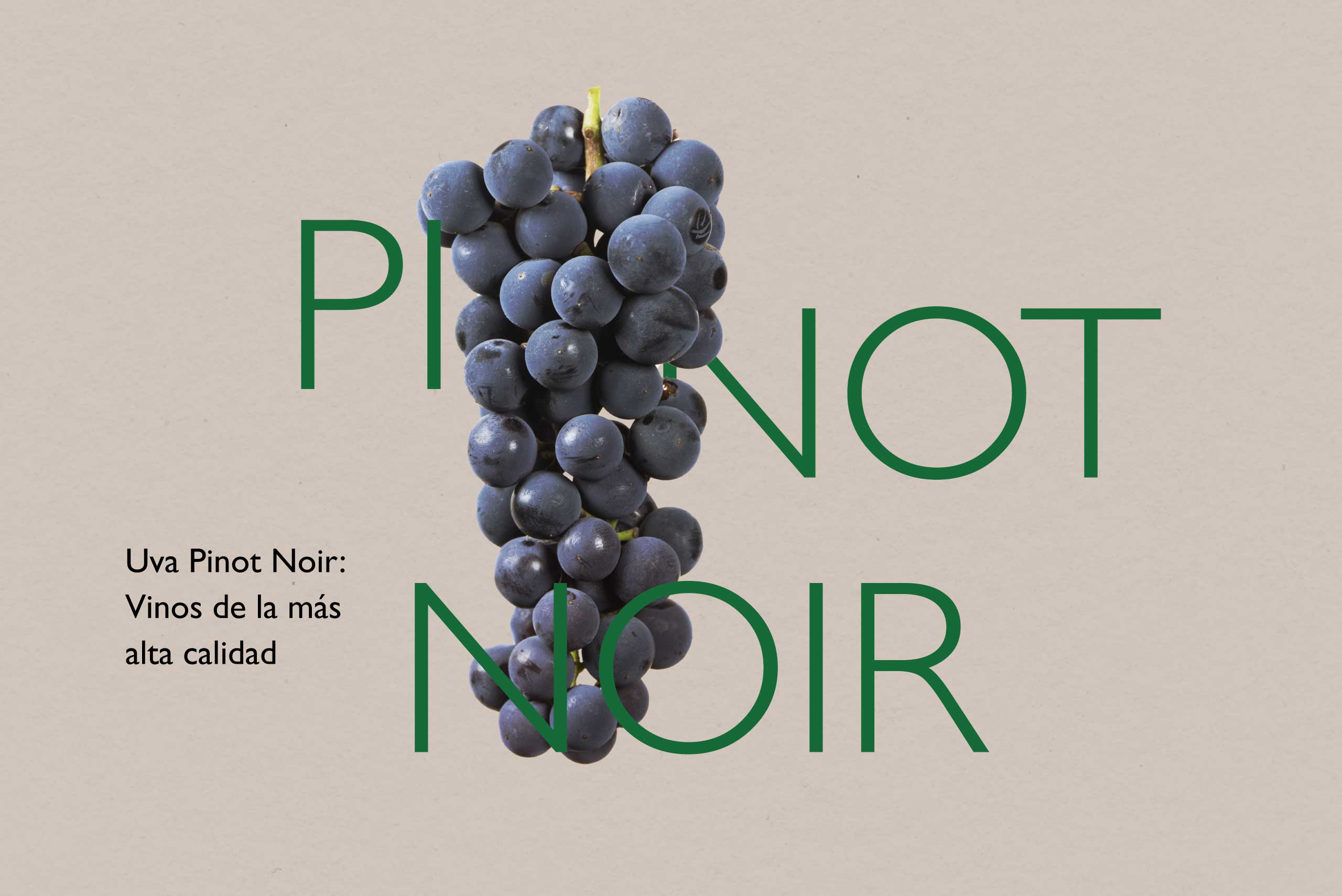 uva-pinot-noir-blog denominacion origen manchuela