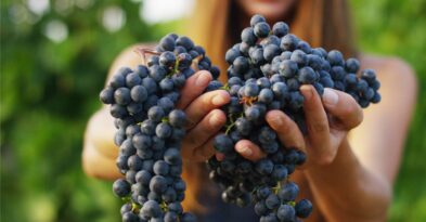 vino-ecologico-manchuela