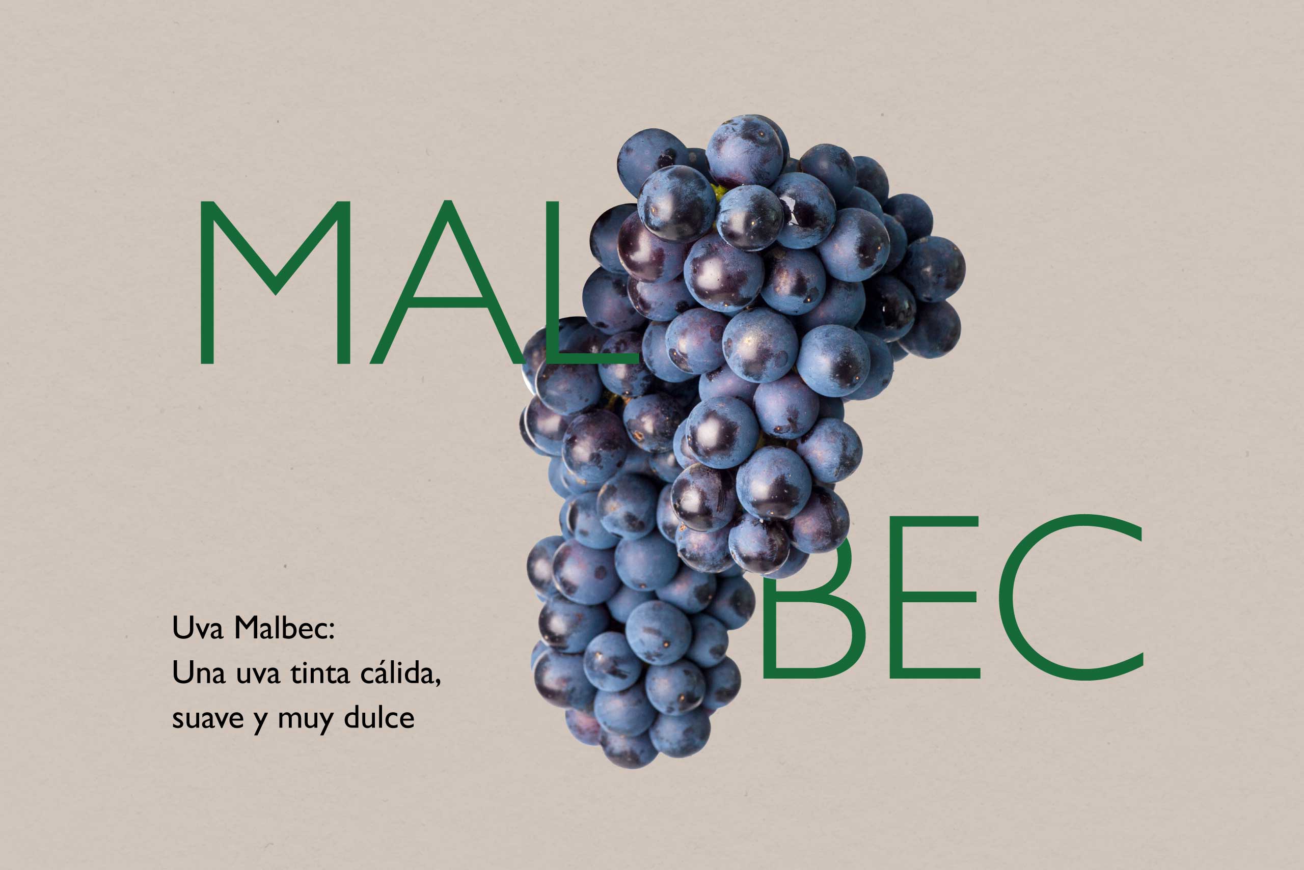 uva-malbec--variedad-denominacion-origen-manchuela