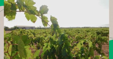 efecto-terroir-domanchuela