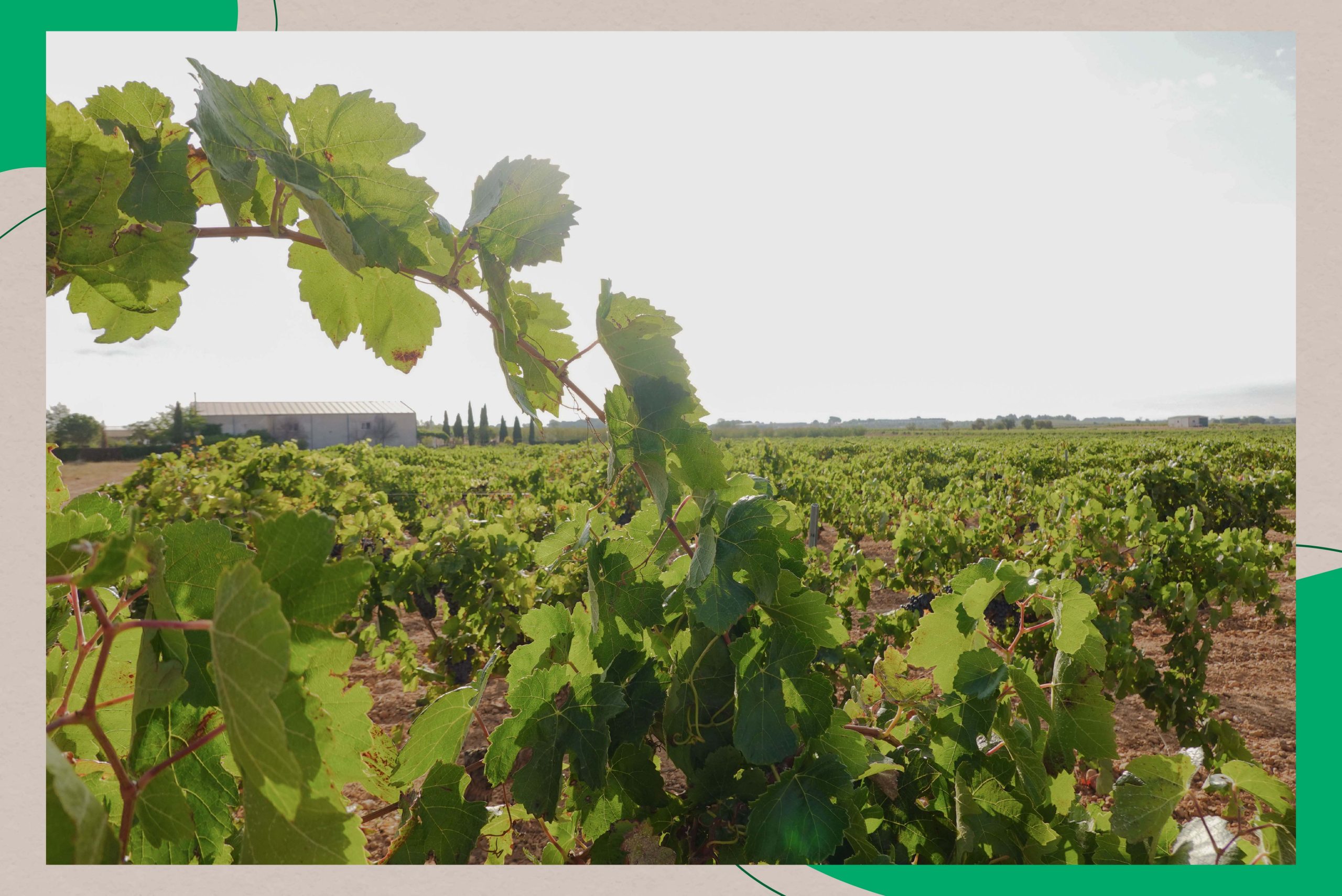efecto-terroir-domanchuela