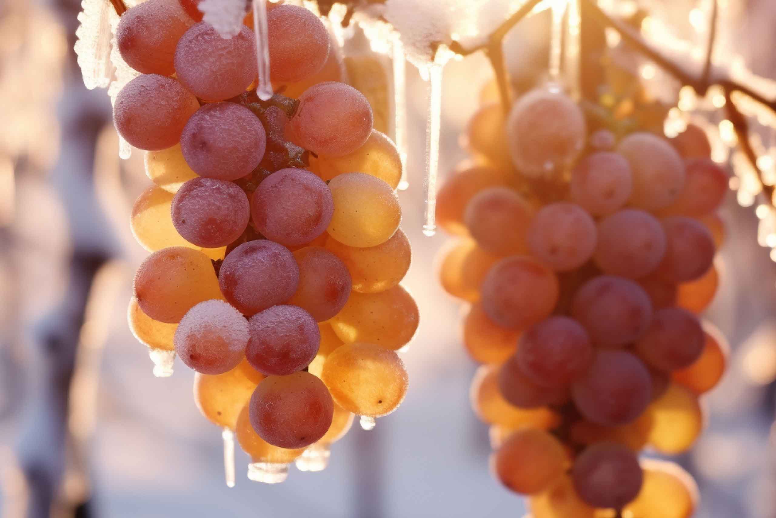 vino-hielo-do-manchuela